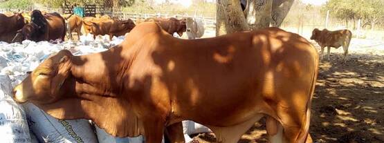 國際原子能機構正在支持贊比亞測試牛肉和源自牛和其他動物的產品中可能導致食物中毒的殘留物和污染物。